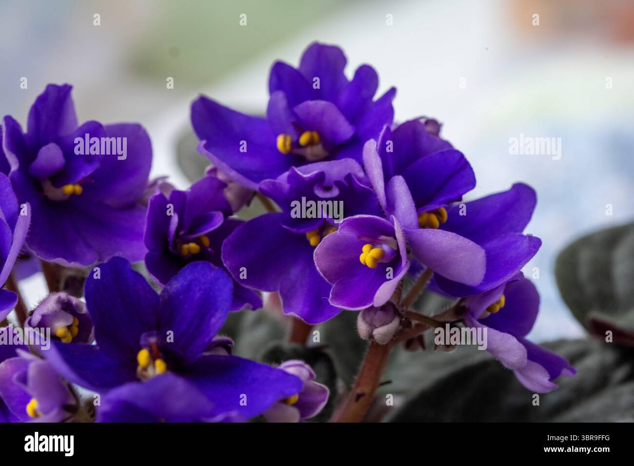 Le splendide viola viola africane mostrano intricati petali e vivaci centri gialli, adagiati su uno sfondo leggermente sfocato, che ne esalta la natura Foto Stock