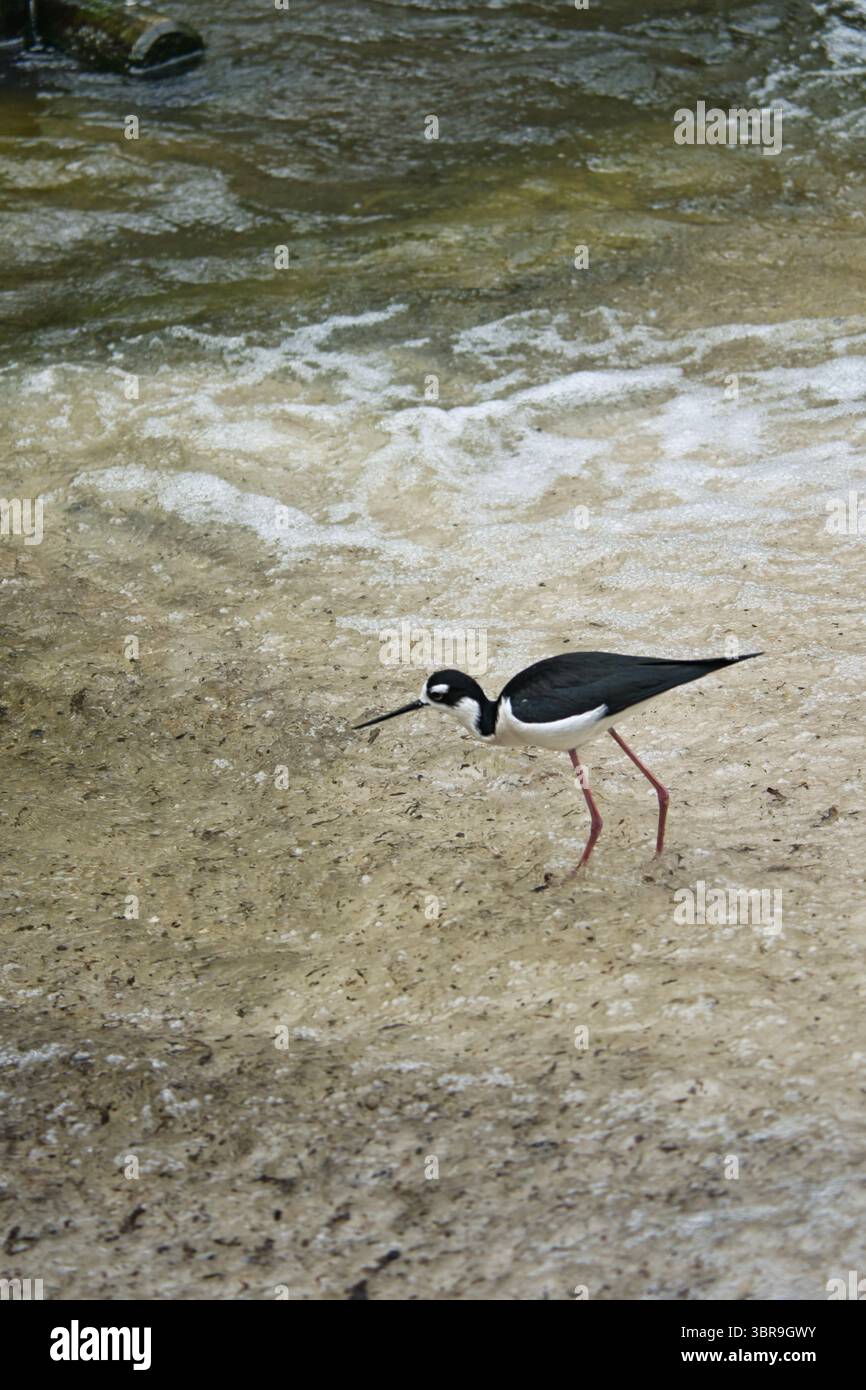 Una Tilapia dal collo nero con lunghe gambe rosa si muove elegantemente attraverso acque poco profonde su Una spiaggia sabbiosa. Fotografia naturalistica nella natura selvaggia Foto Stock