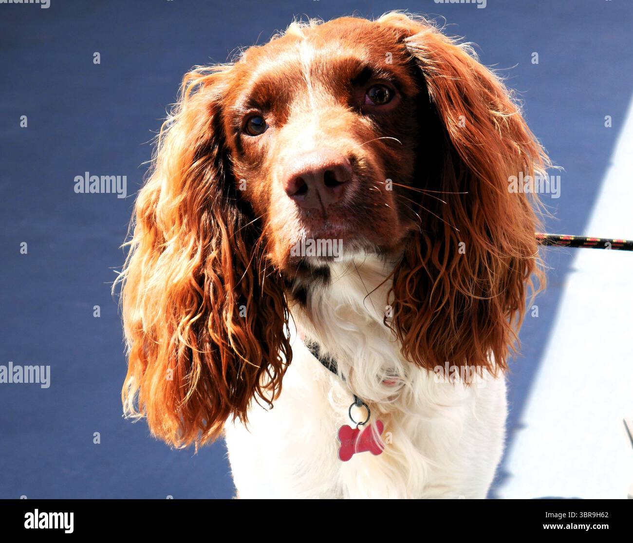 Padarn Country, Park-Parc Gwledig Padarn, giornata fuori per famiglie e cani, Galles Foto Stock