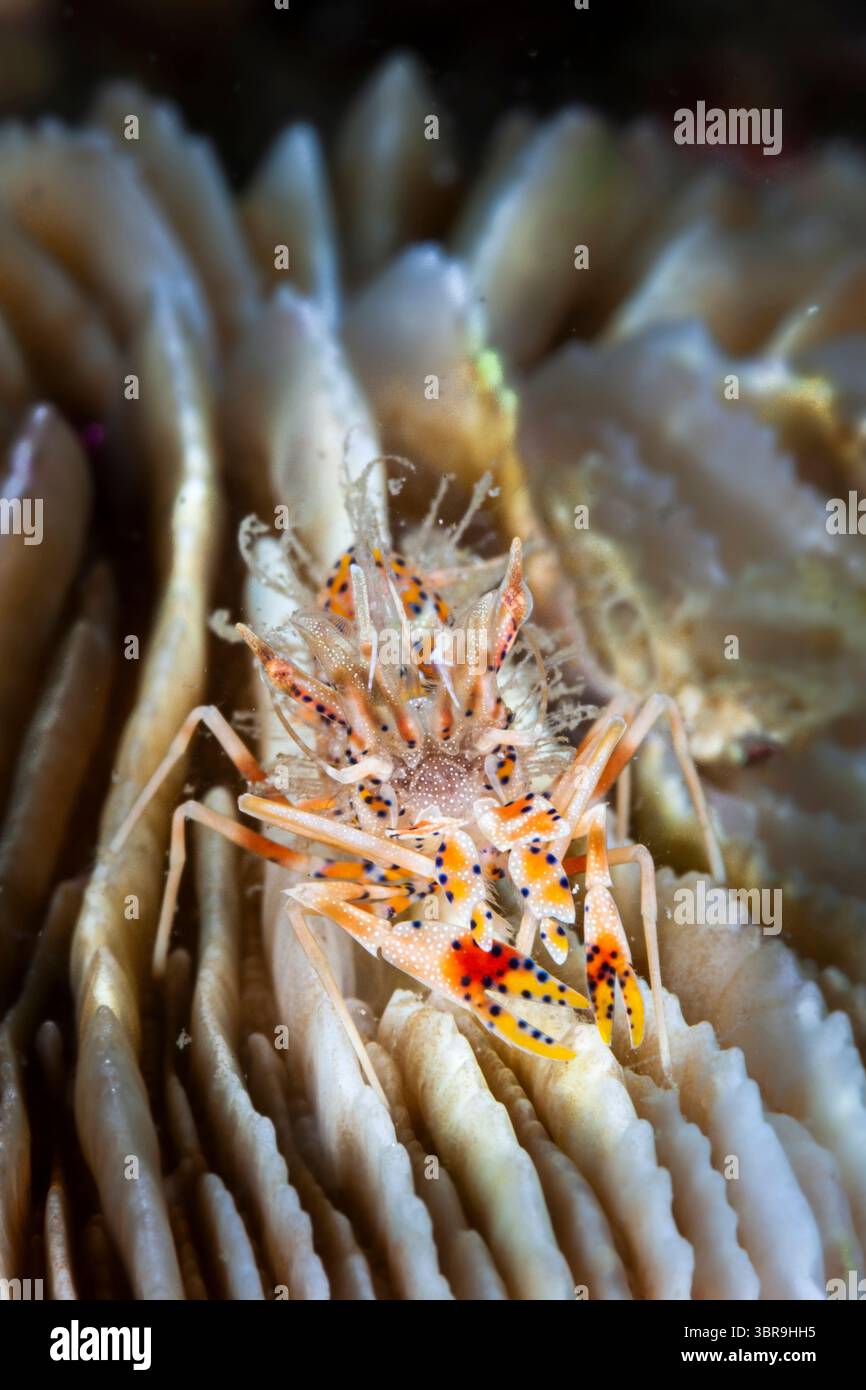 Gamberetti di tigre spinosa, Phyllognathia ceratophthalmus, Mabini, Luzon, Mar delle Filippine, Filippine Foto Stock