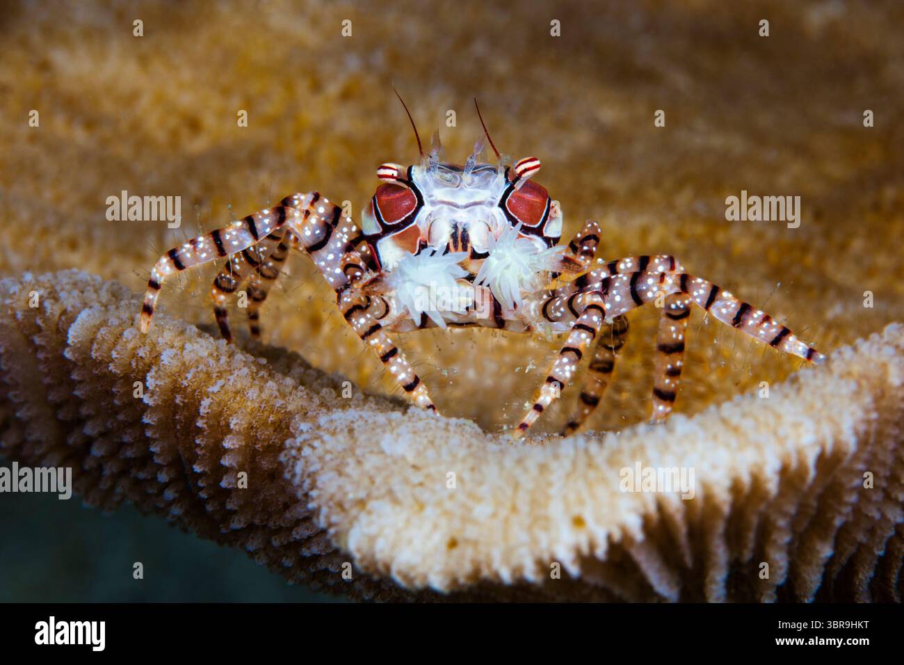 Mosaic Boxer Crab, Lybia tessellata, Mabini, Luzon, Mar delle Filippine, Filippine Foto Stock