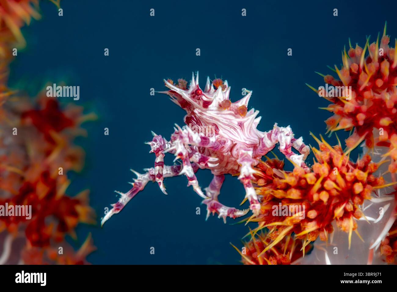 Granchio di porcellana in Anemone, Neopetrolisthes maculatus, Loon, Bohol, stretto di Cebu, mare delle Filippine, Filippine Foto Stock