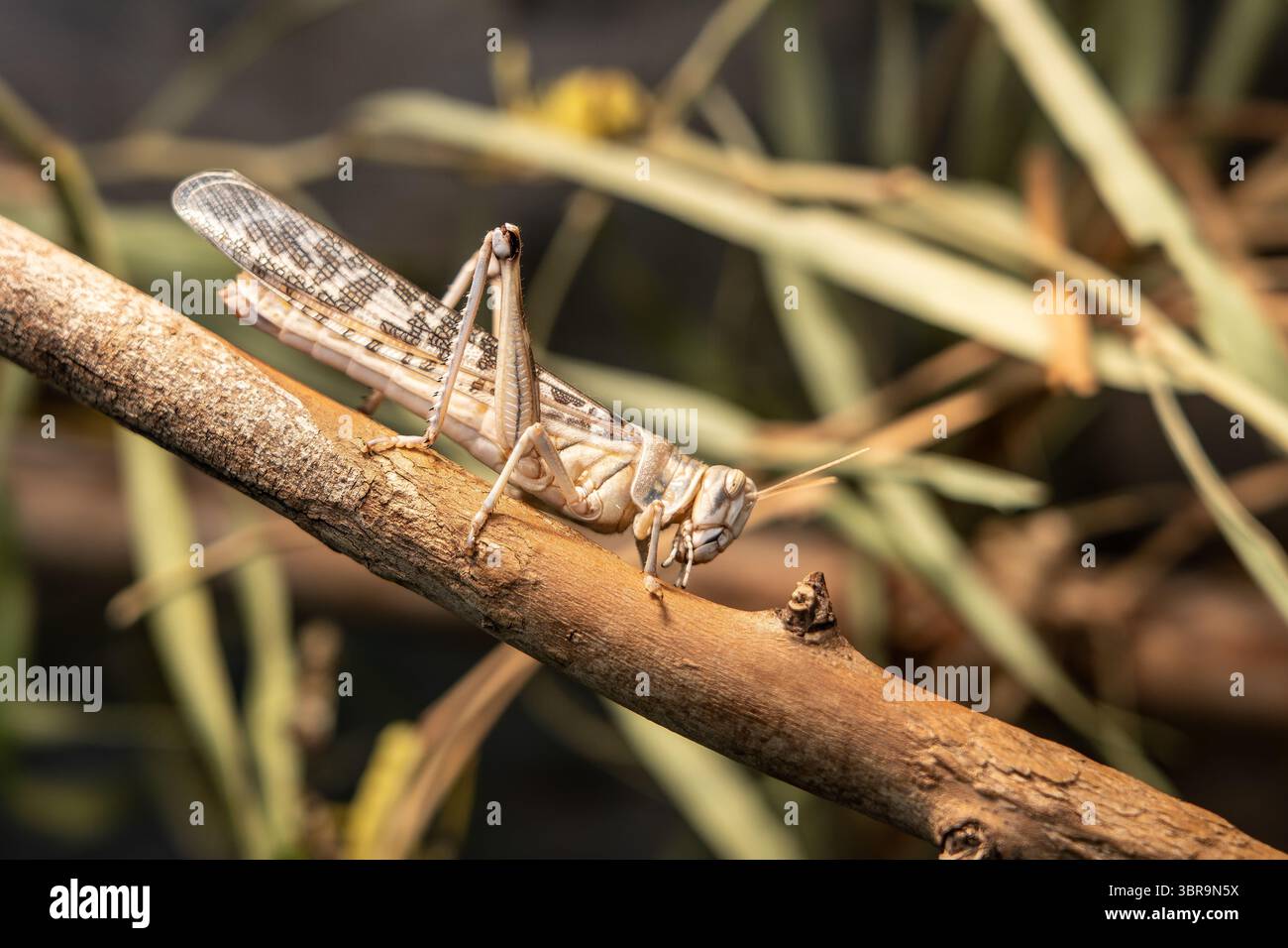 Locusta del deserto Foto Stock