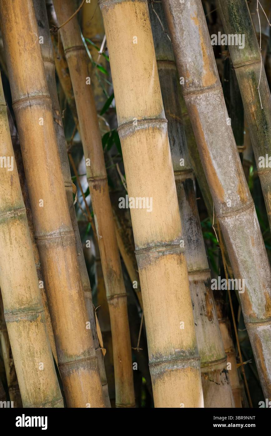 Alberi di bambù nel giardino botanico Foto Stock