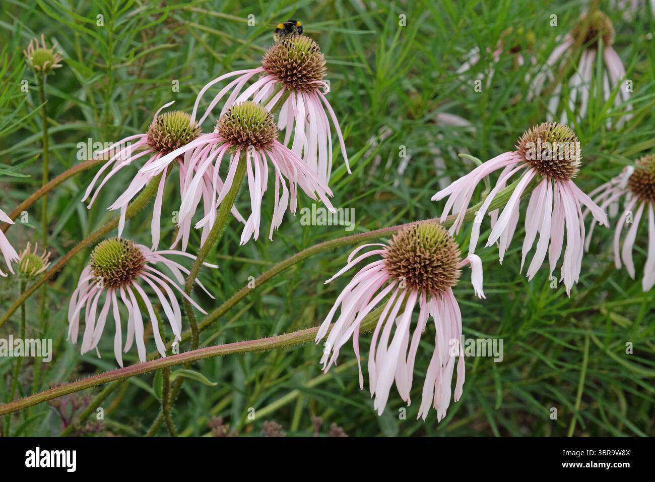 Echinacea pallida rosa pallida, fiore di cono, «Hula Dancer» in fiore. Foto Stock