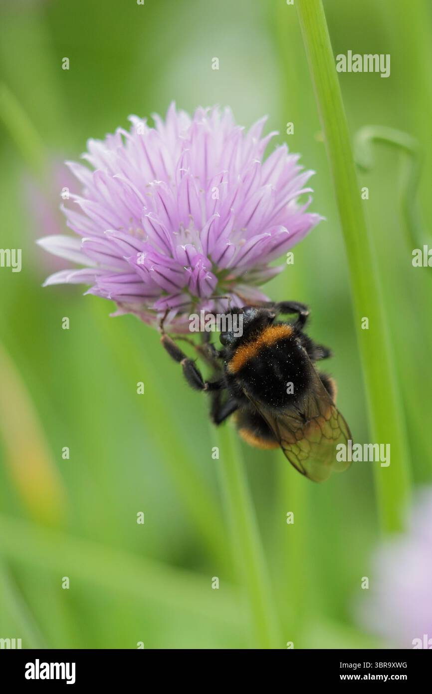 Buff Tail Bee Bombus Terrestris su erba cipollina. Bumble bee su fiore di erbe. REGNO UNITO Foto Stock