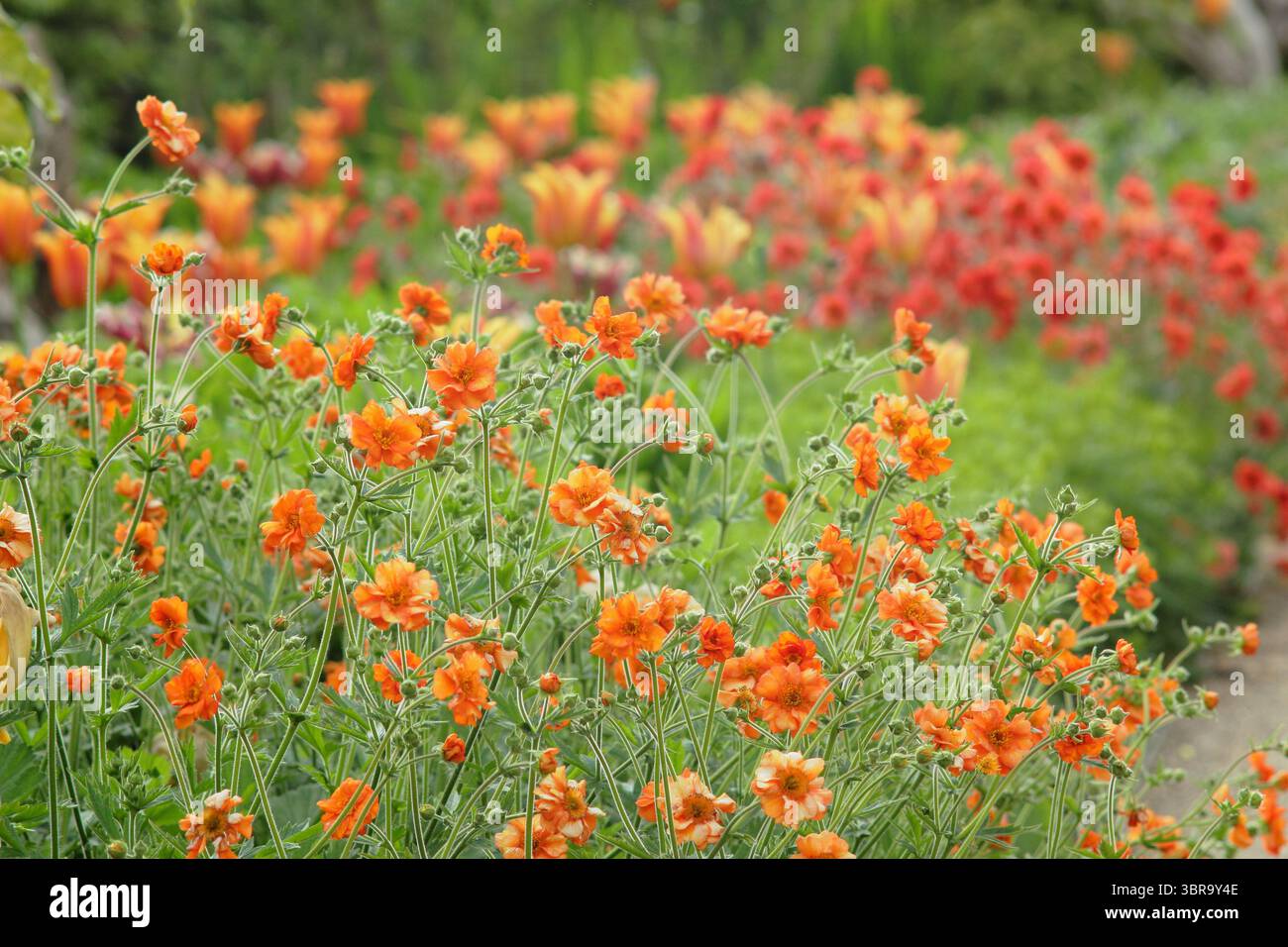 Geum. Geum che crescono al confine del giardino. Geum Prinses Juliana & Geum Scarlet Tempest fiori in un giardino al confine a maggio. REGNO UNITO Foto Stock