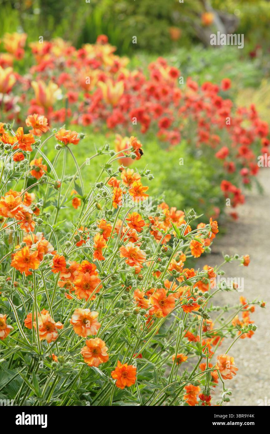 Geum. Geum che crescono al confine del giardino. Geum Prinses Juliana & Geum Scarlet Tempest fiori in un giardino al confine a maggio. REGNO UNITO Foto Stock