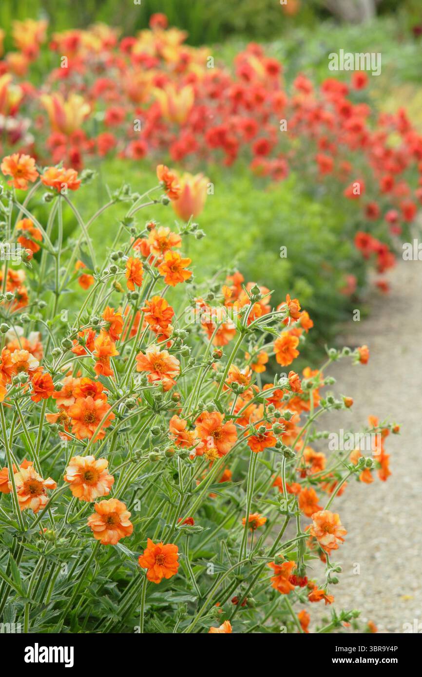 Geum. Geum che crescono al confine del giardino. Geum Prinses Juliana & Geum Scarlet Tempest fiori in un giardino al confine a maggio. REGNO UNITO Foto Stock
