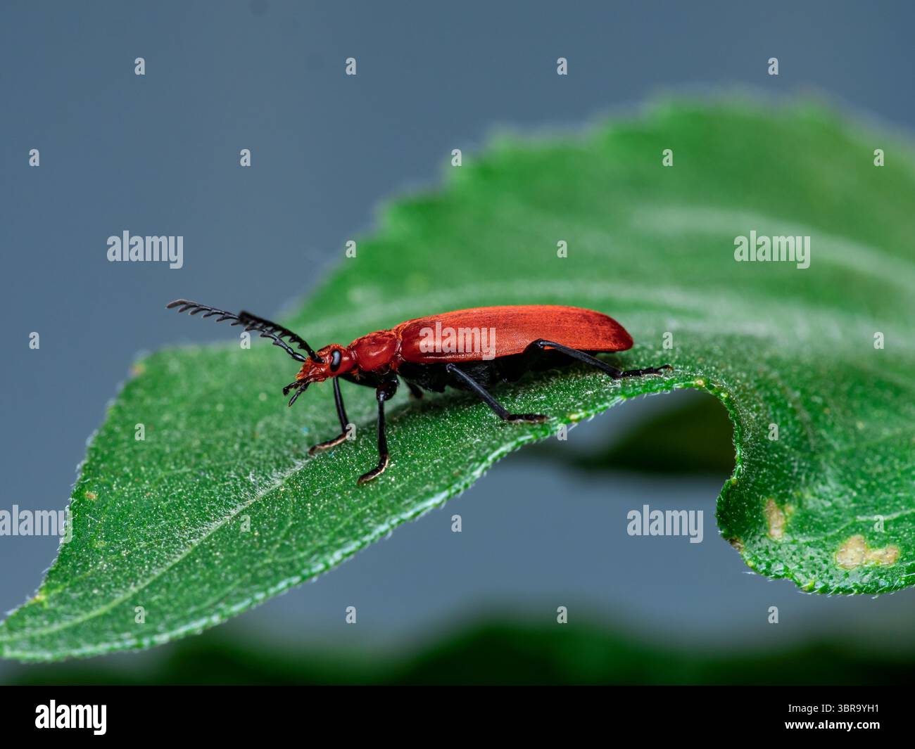 Uno scarabeo rosso brillante con antenne a forma di pettine posizionate su una foglia verde. Cattura in macro estremo con dettagli visibili del corpo e della consistenza dell'insetto. Foto Stock