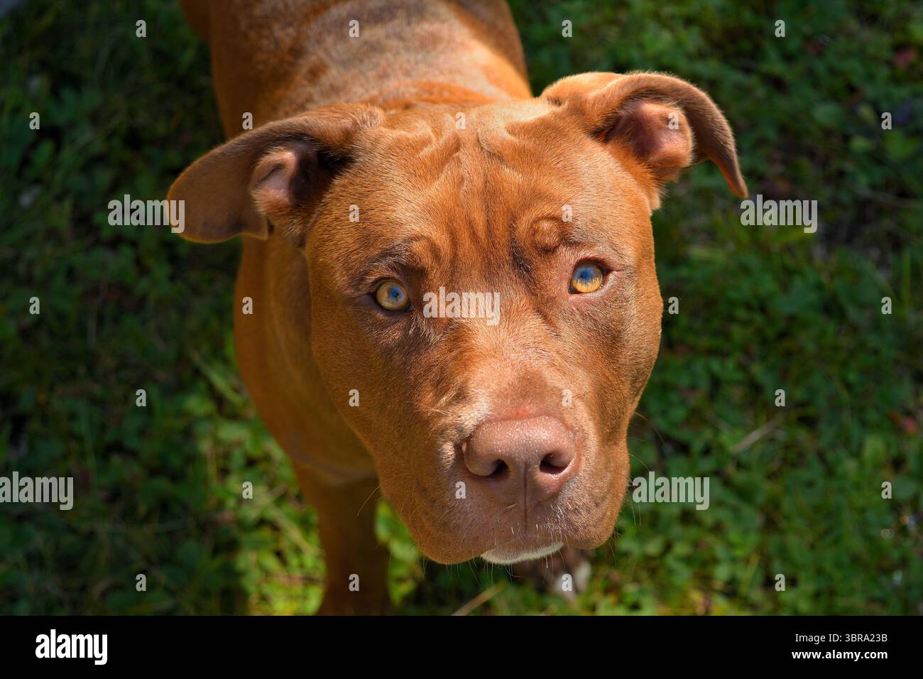 Ritratto di un cane pitbull terrier americano che fissa nella macchina fotografica Foto Stock
