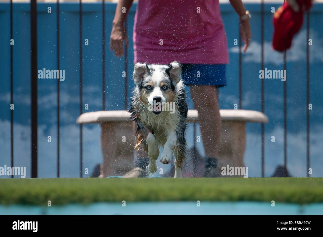 Merle Aussie dog che corre giù per un molo per tuffarsi in una piscina Foto Stock