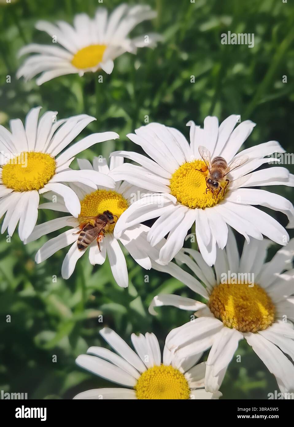 Primo piano due api mellifere che impollinano attivamente le margherite bianche Shasta vibranti con centri gialli luminosi. Insetti affollati e diligenti in mezzo a camoscio in fiore Foto Stock