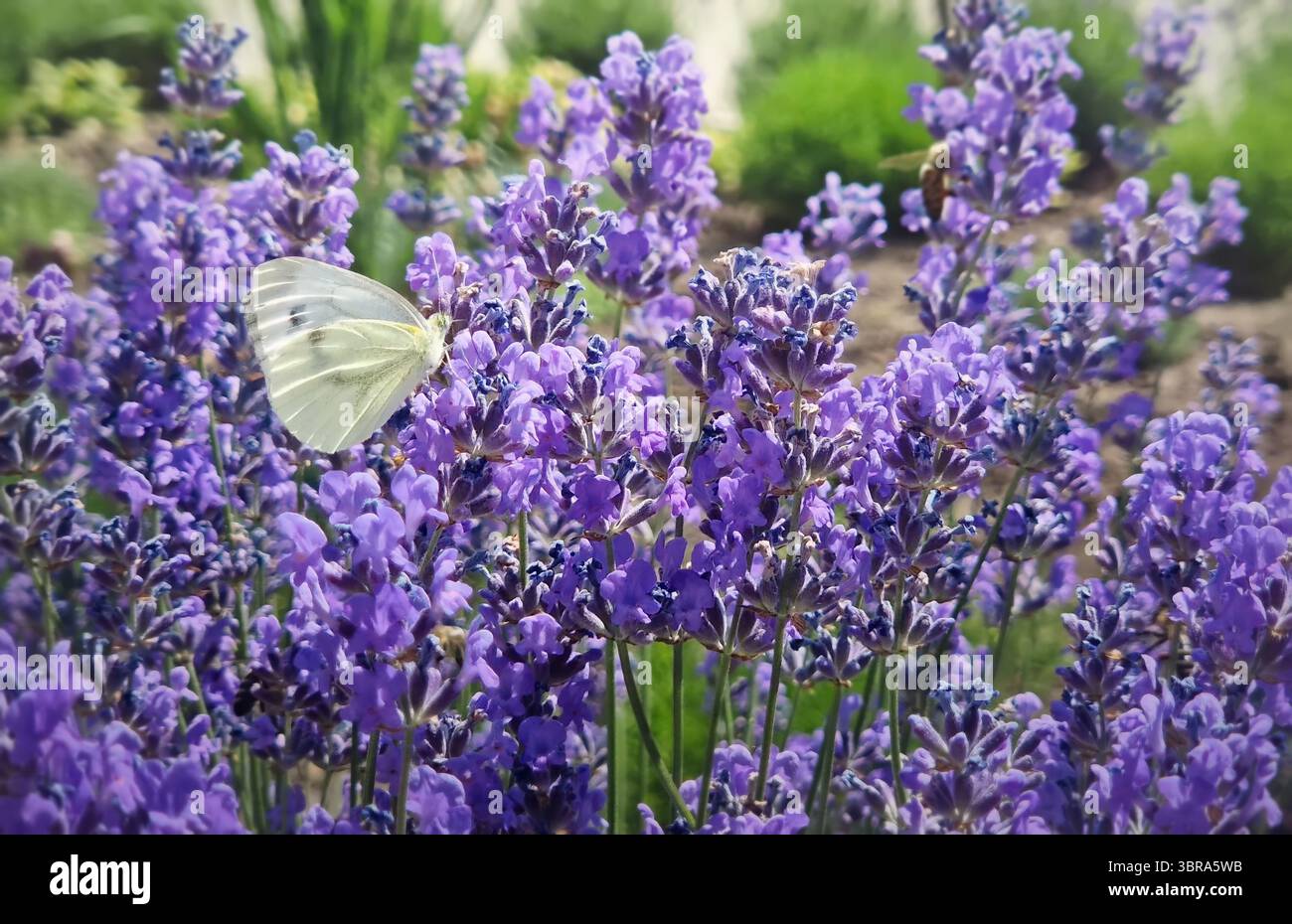 Primo piano la bella Pieris rapae farfalla che impollina vibranti fiori di lavanda viola tra più api diligenti. Il piccolo cavolo bianco si nutre di lavan Foto Stock