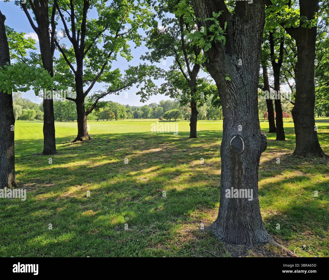 Un parco illuminato dal sole con grandi alberi e un ampio campo aperto che si estende sullo sfondo. La luce solare filtra attraverso foglie dense e fluttuanti, mutandine di colata Foto Stock