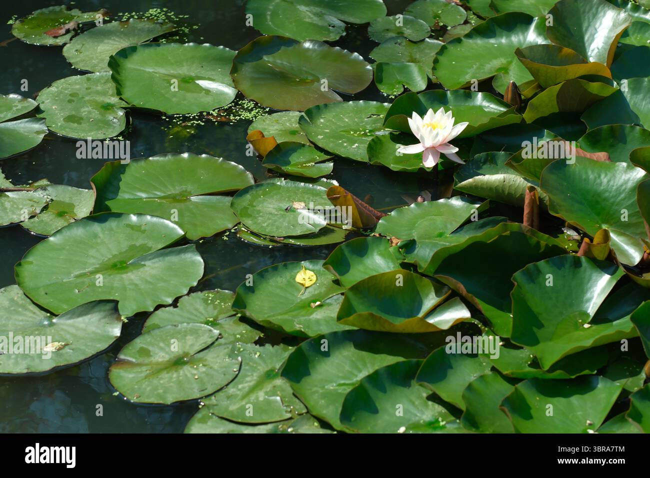 Un bellissimo fiore di loto si erge graziosamente sopra vibranti gigli in un tranquillo laghetto. Foto Stock