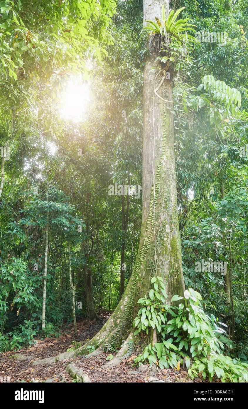 Foresta pluviale vergine nel Borneo, Sabah, Malesia. Foto Stock