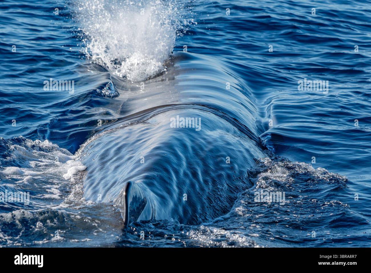 Uno sperma di Spermwhale che respira sulla superficie del mare da vicino Foto Stock