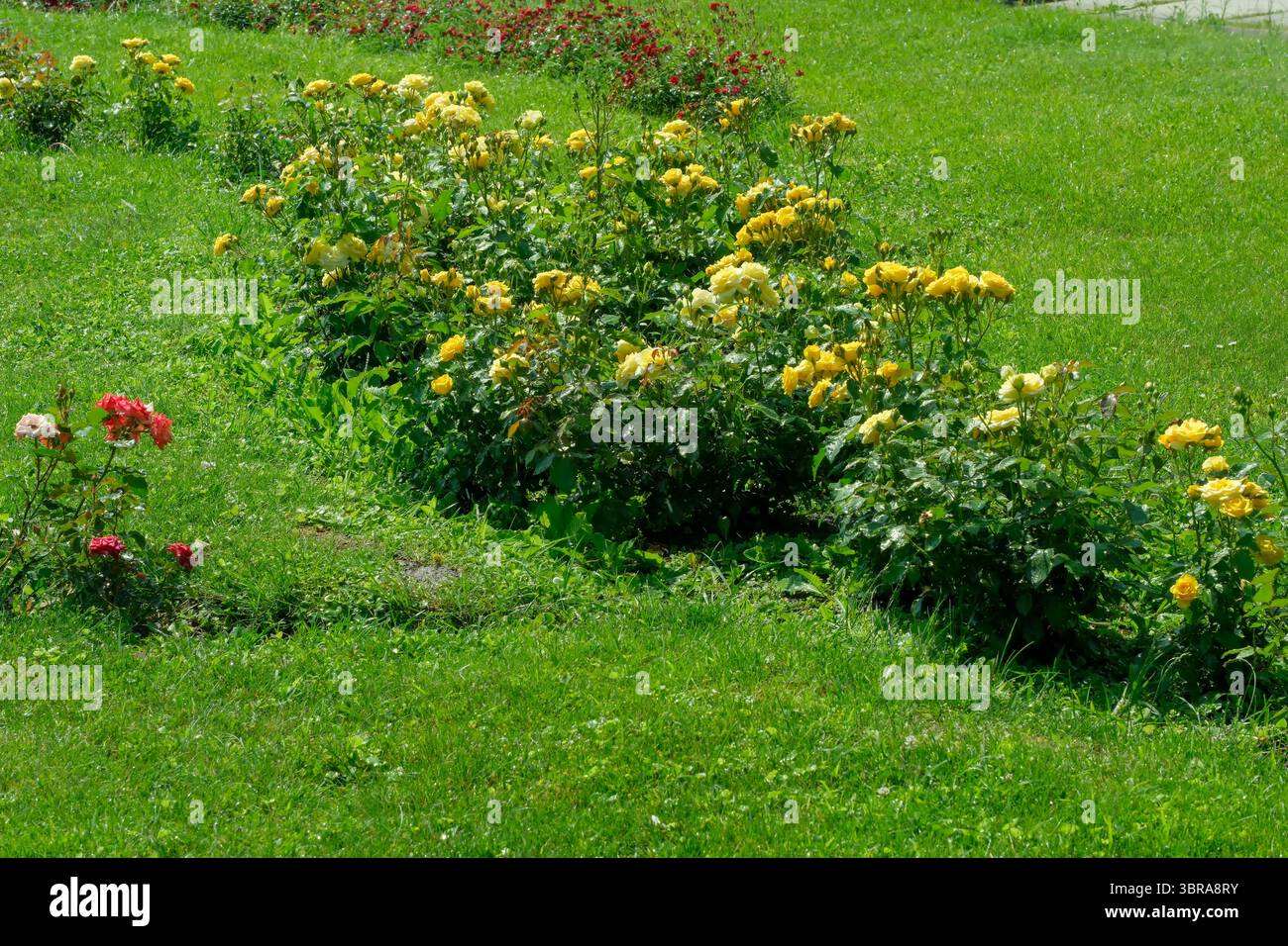 Le rose gialle brillanti contrastano splendidamente con l'erba verde ricca di questa primavera. Foto Stock