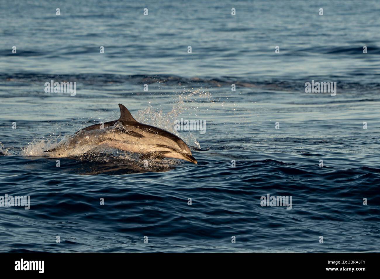 Un felice delfino a strisce che salta fuori dal mare Foto Stock