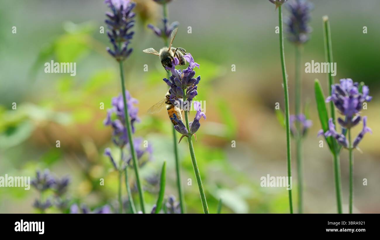 Le vivaci fiori di lavanda attirano le api affollate in una brillante giornata primaverile all'aperto. Foto Stock