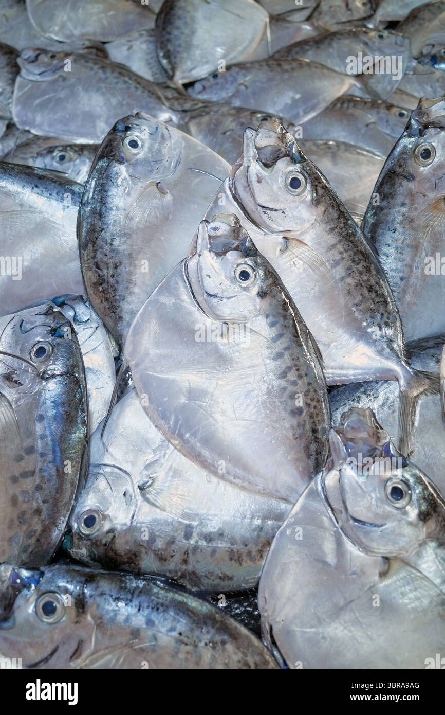Pesce di mare appena pescato in un mercato, Borneo, Malesia. Foto Stock