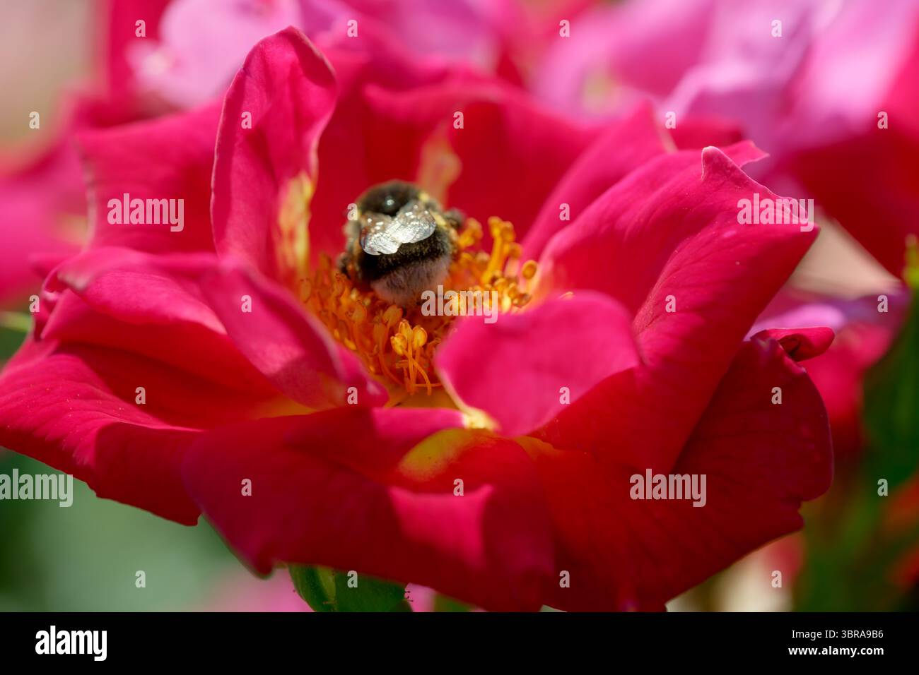 Un'ape raccoglie il nettare da una rosa rosa brillante durante un pomeriggio di sole. Foto Stock