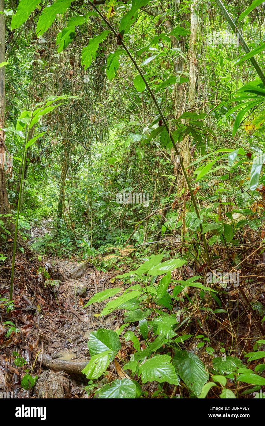 Danum Valley Conservation area, una delle più antiche foreste pluviali del mondo, il Borneo, Malesia. Foto Stock