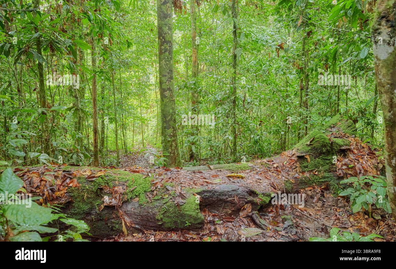 Danum Valley Conservation area, una delle più antiche foreste pluviali del mondo, il Borneo, Malesia. Foto Stock