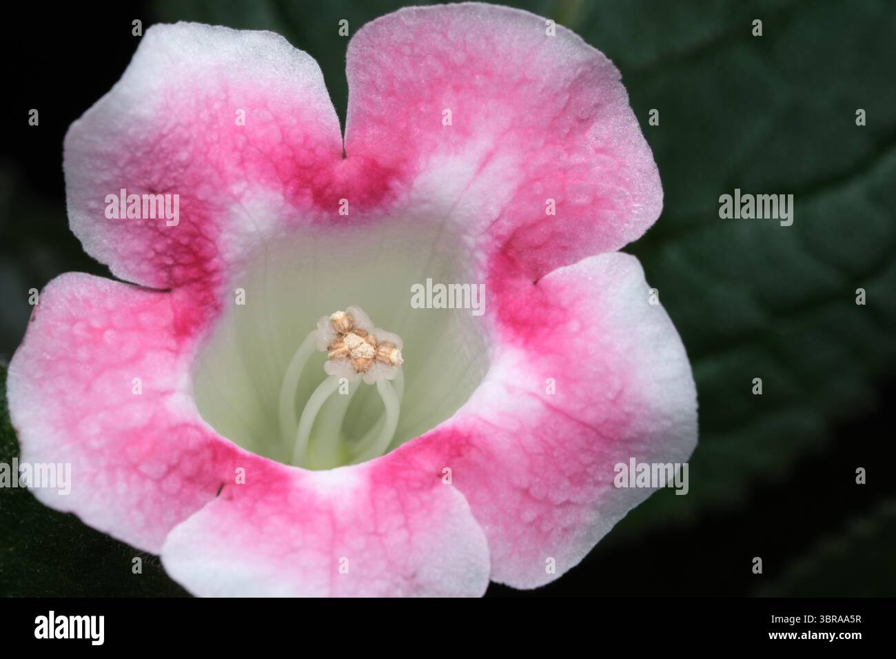 I colori si fondono splendidamente su questo delicato fiore, mettendo in mostra l'arte della natura in fiore. Foto Stock