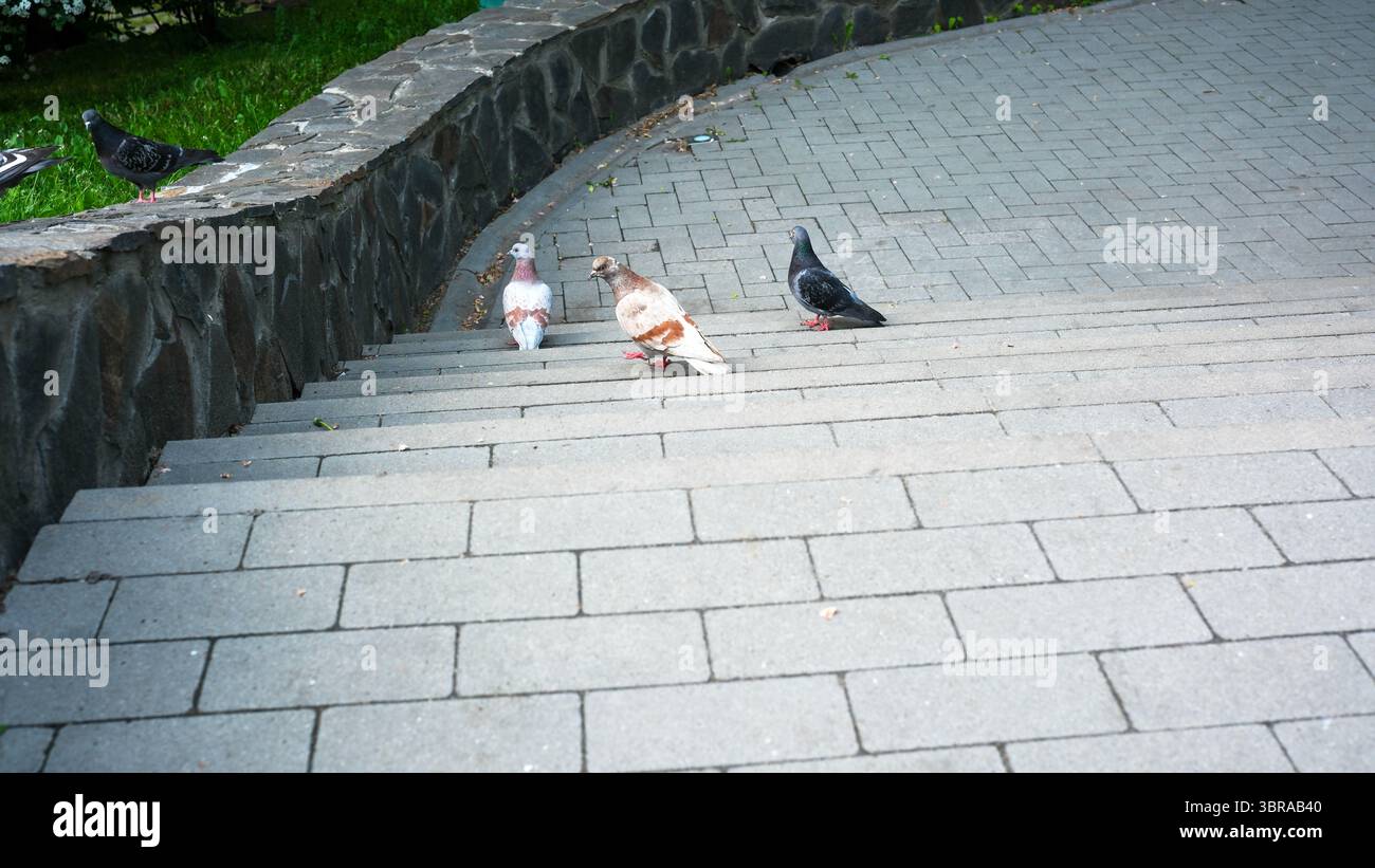 Tre piccioni si riuniscono su gradini di pietra, godendosi una calda giornata in un vivace parco. Foto Stock