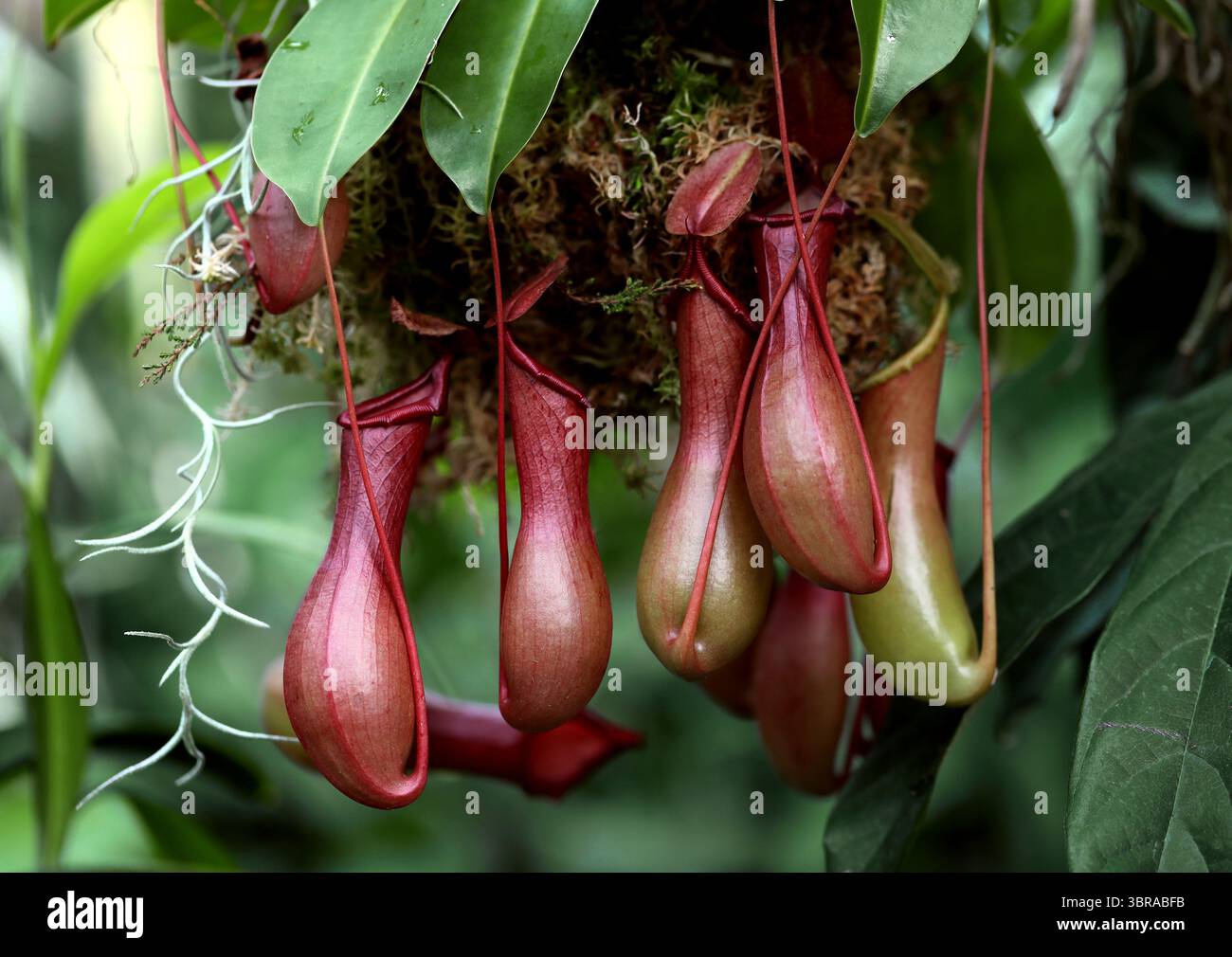 Pitcher Plant o Monkey Cups, Nepenthes x ventrata, Nepenthaceae. Filippine, Asia. Nepenthes x ventrata è una pianta carnivora di medie dimensioni. Foto Stock