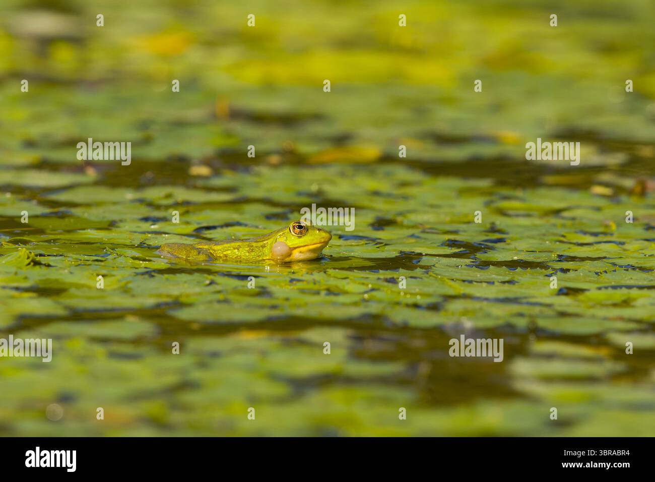 Marsh Frog Rana ridibunda, adulto maschio che nuota, chiama gonfiando le sacche vocali, Delta del Danubio, Romania, giugno Foto Stock