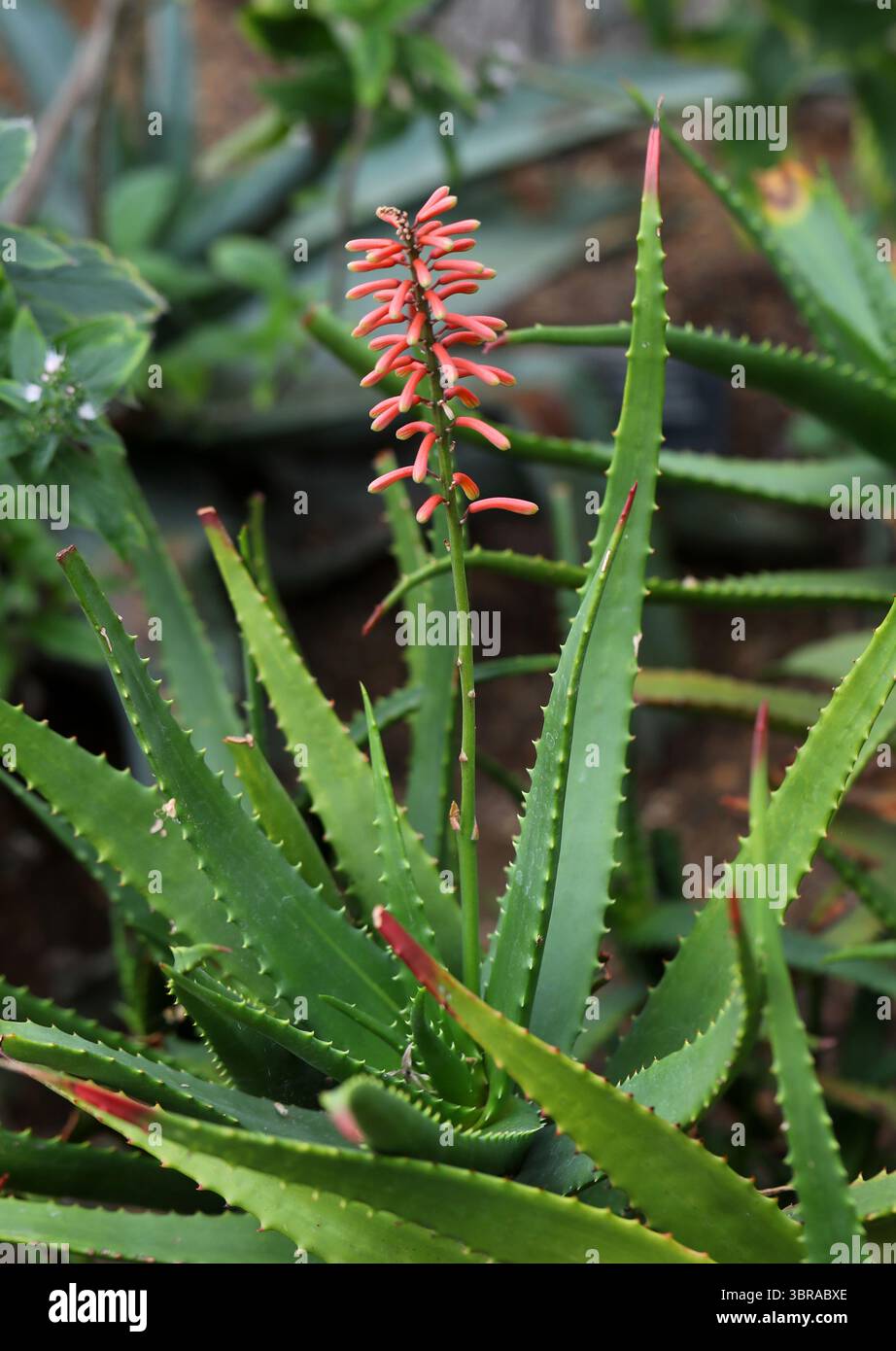 Cameron's Red Aloe, Aloe cameronii, Asphodelaceae. Sudafrica tropicale. L'aloe cameronii è una specie di pianta in fiore della famiglia delle Asphodelaceae. Foto Stock