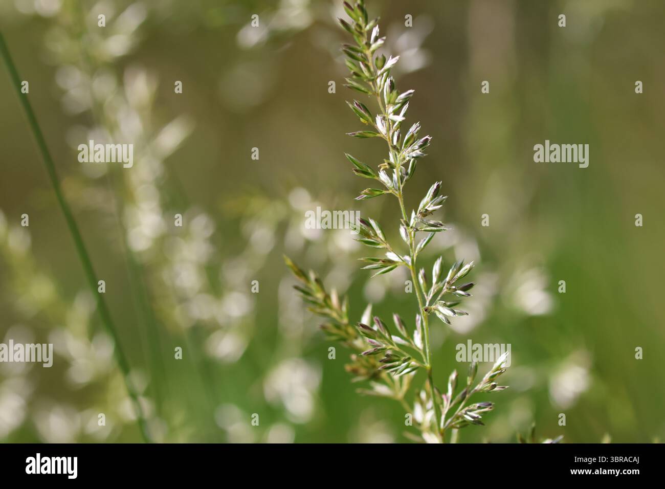 Primo piano della testa di semi di erba di giugno (Koeleria macrantha) al sole del mattino, con prato selvatico sfocato sulle Alpi svizzere. Foto Stock