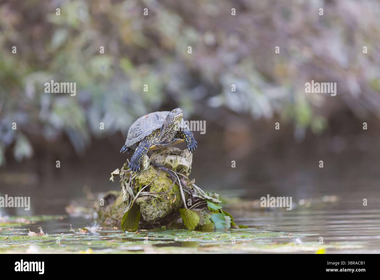 European Pond terrapin Emys orbicularis, adulti che si crogiolano sul ramo galleggiante, Delta del Danubio, Romania, giugno Foto Stock