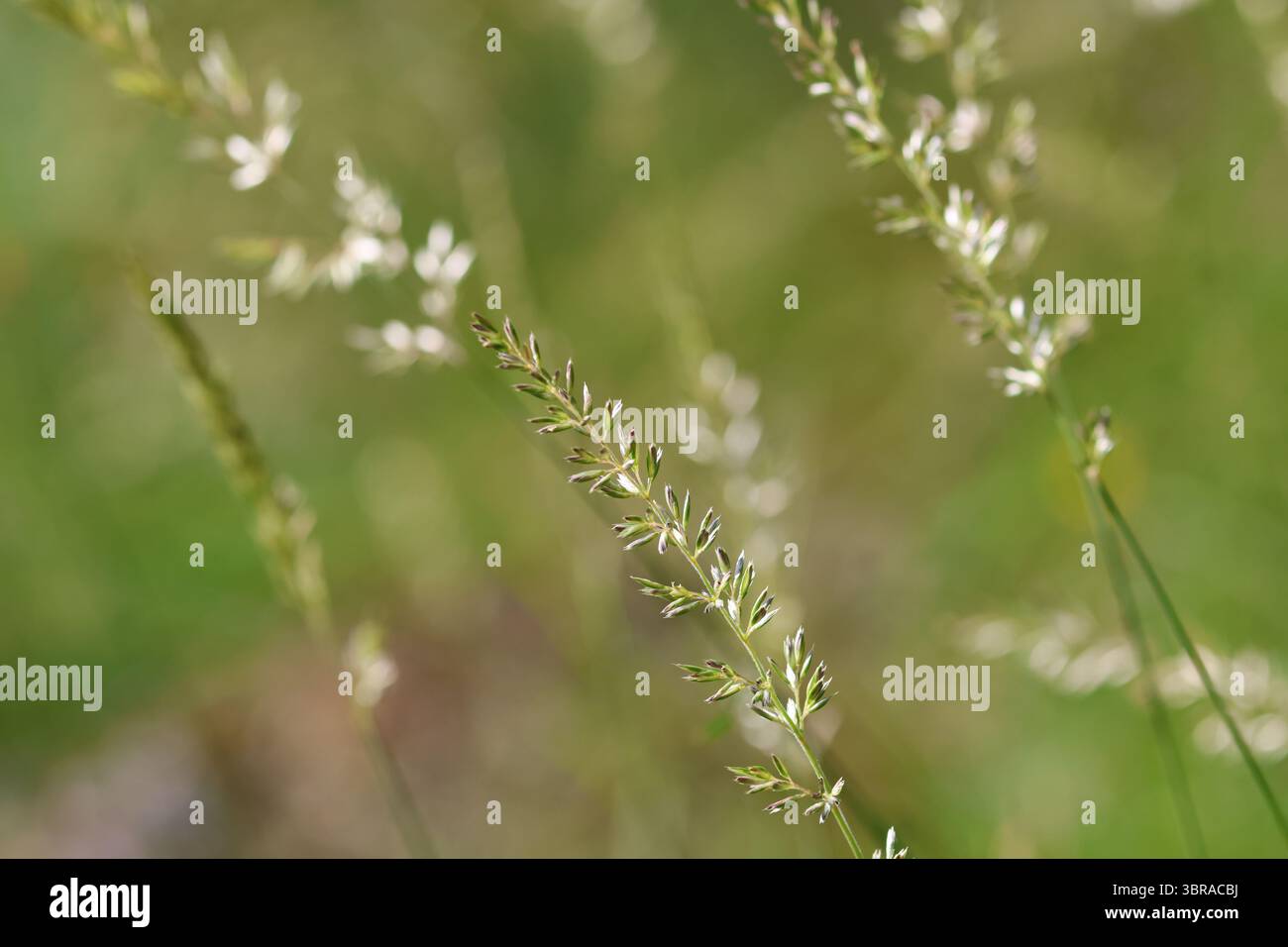 Primo piano della testa dei semi d'erba di giugno alla luce del sole del mattino su uno sfondo sfocato di prati selvatici. Foto Stock