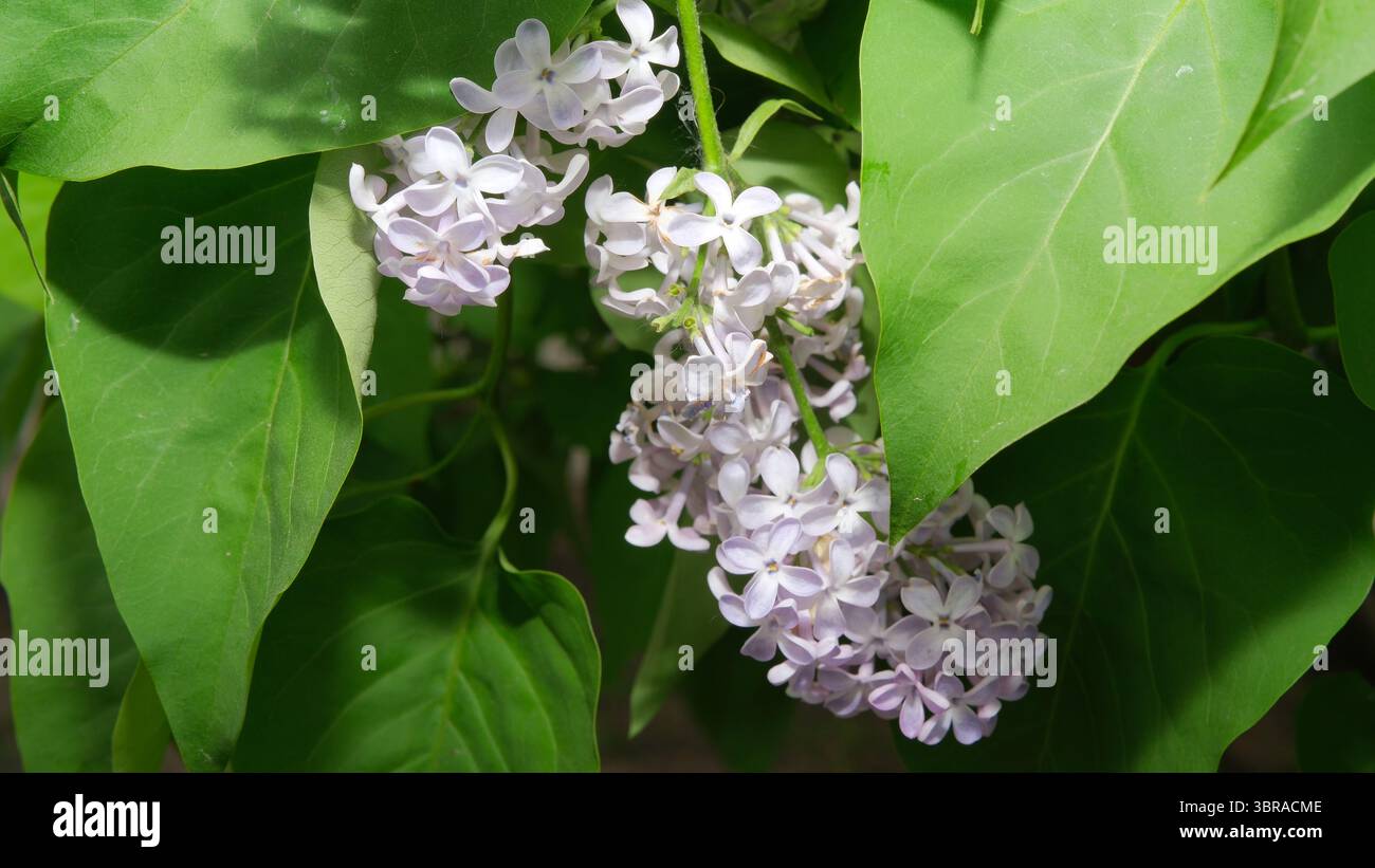 I morbidi fiori lilla emergono da foglie verdi rigogliose, catturando un sereno momento primaverile. Foto Stock
