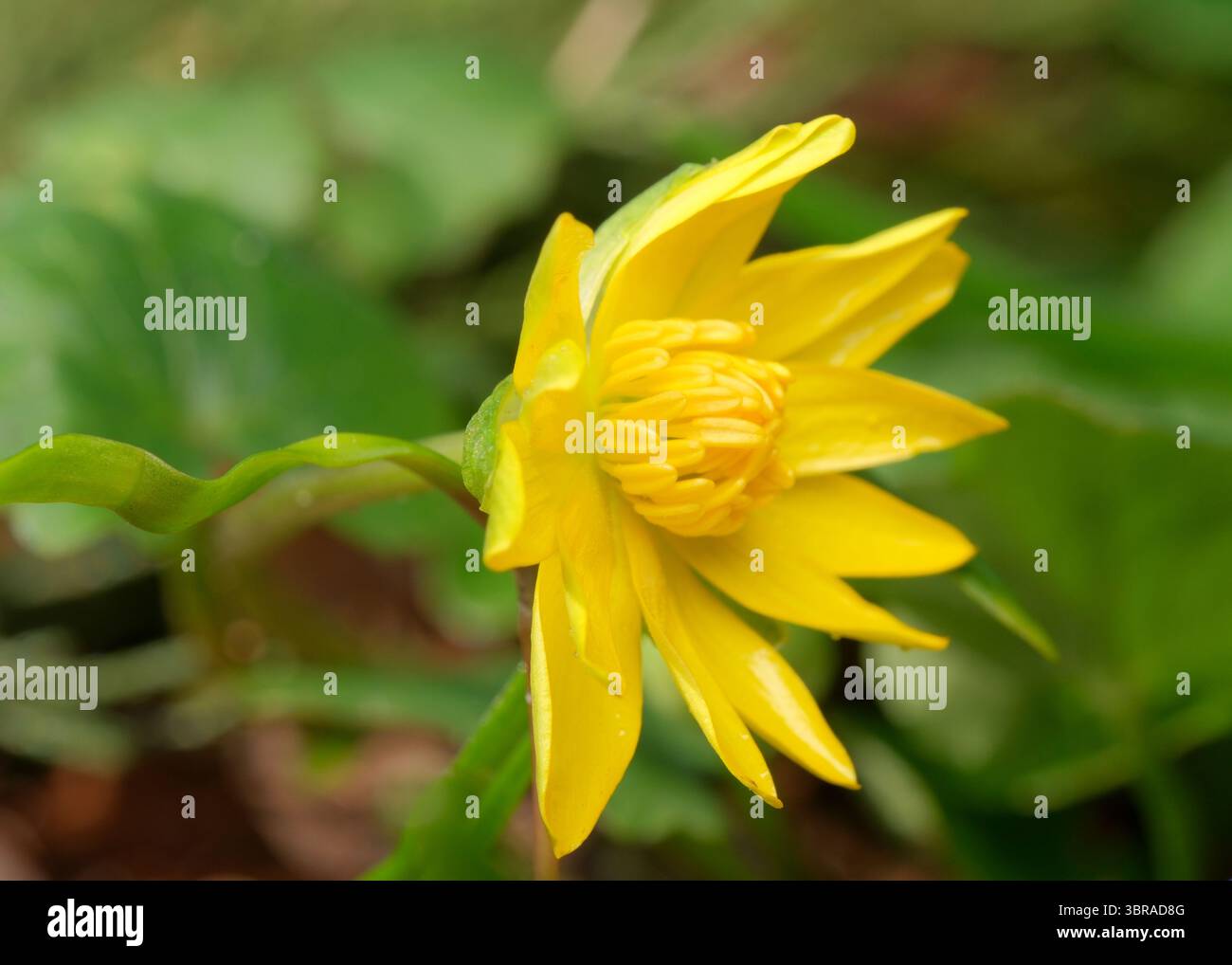 Delicati petali gialli si aprono sotto la luce soffusa del sole, circondati dal verde. Foto Stock