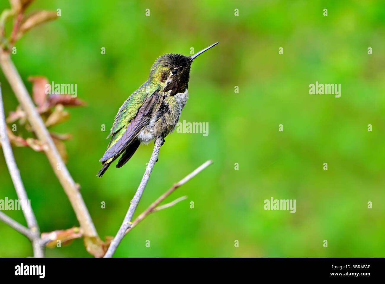 Una vista laterale di un Hummingbird di Anna (Calypte anna) arroccato su un ramo di albero morto sulla costa dell'Isola di Vancouver Columbia Britannica Canada. Foto Stock