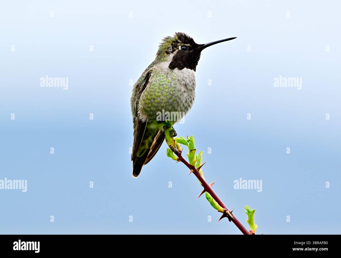 UN Hummingbird di Anna (Calypte anna) arroccato su un ramo di rose sulla costa dell'Isola di Vancouver Columbia Britannica Canada. Foto Stock