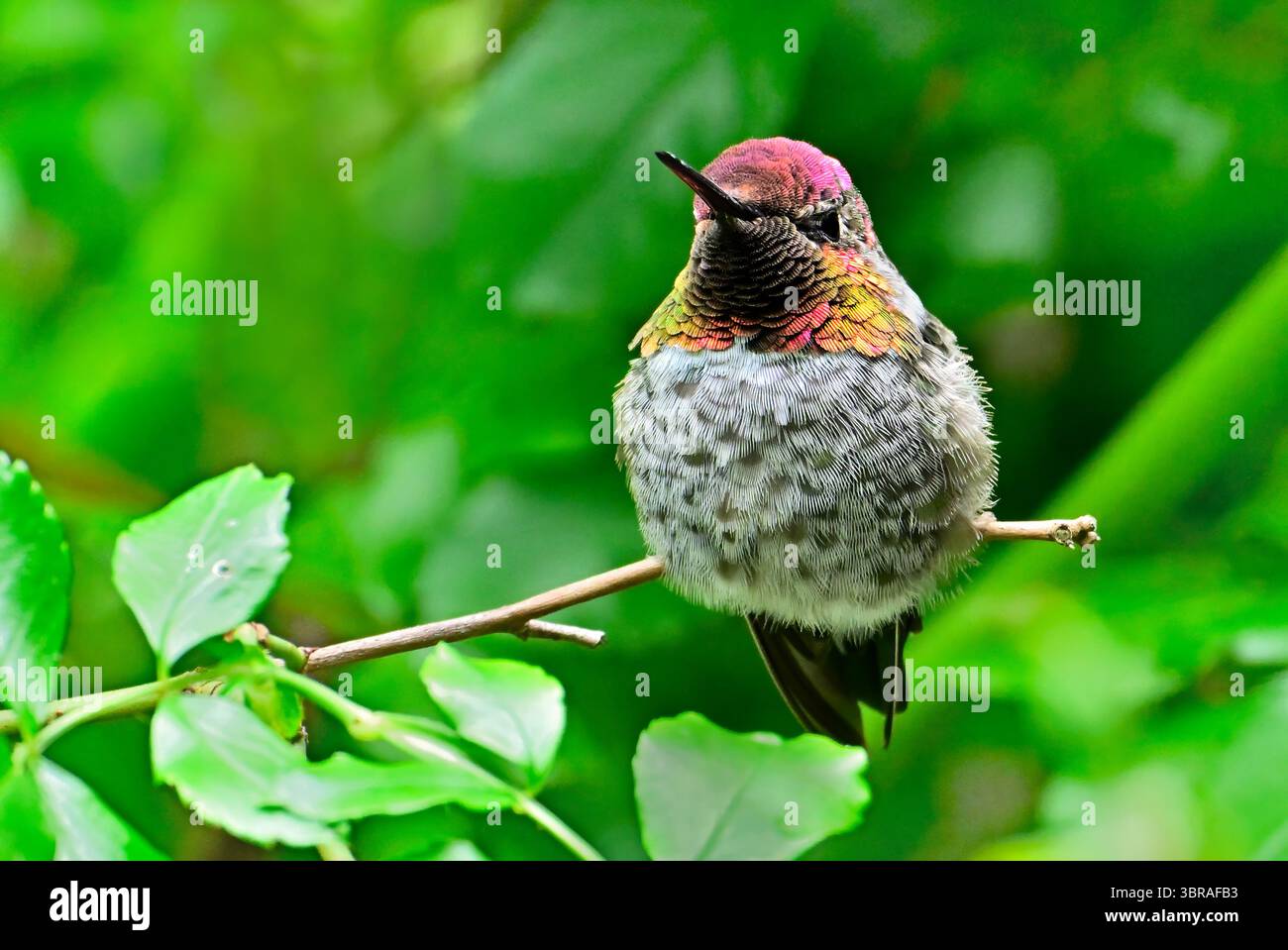 UN Hummingbird di Anna (Calypte anna) arroccato in un giardino di rose sulla costa dell'Isola di Vancouver Columbia Britannica Canada. Foto Stock