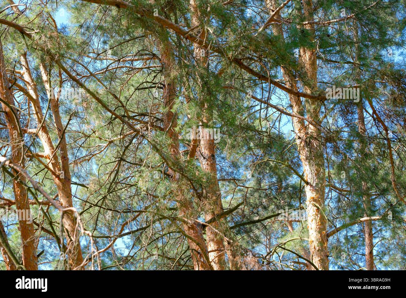 Alti alberi si estendono verso il cielo blu, i loro rami ricchi di verde. Foto Stock
