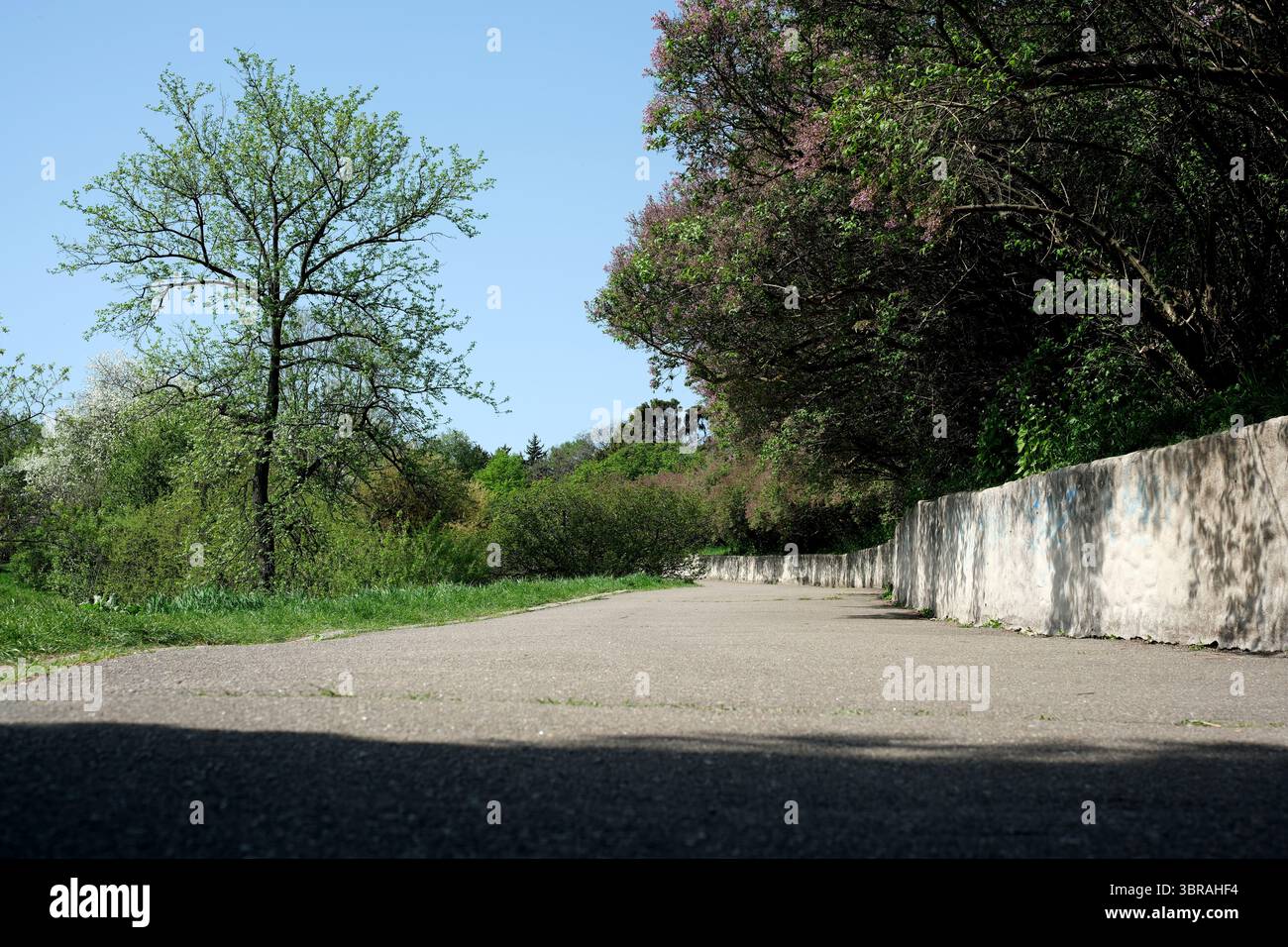 Un sentiero tranquillo è illuminato dalla luce del sole che filtra attraverso alberi verdeggianti. Foto Stock