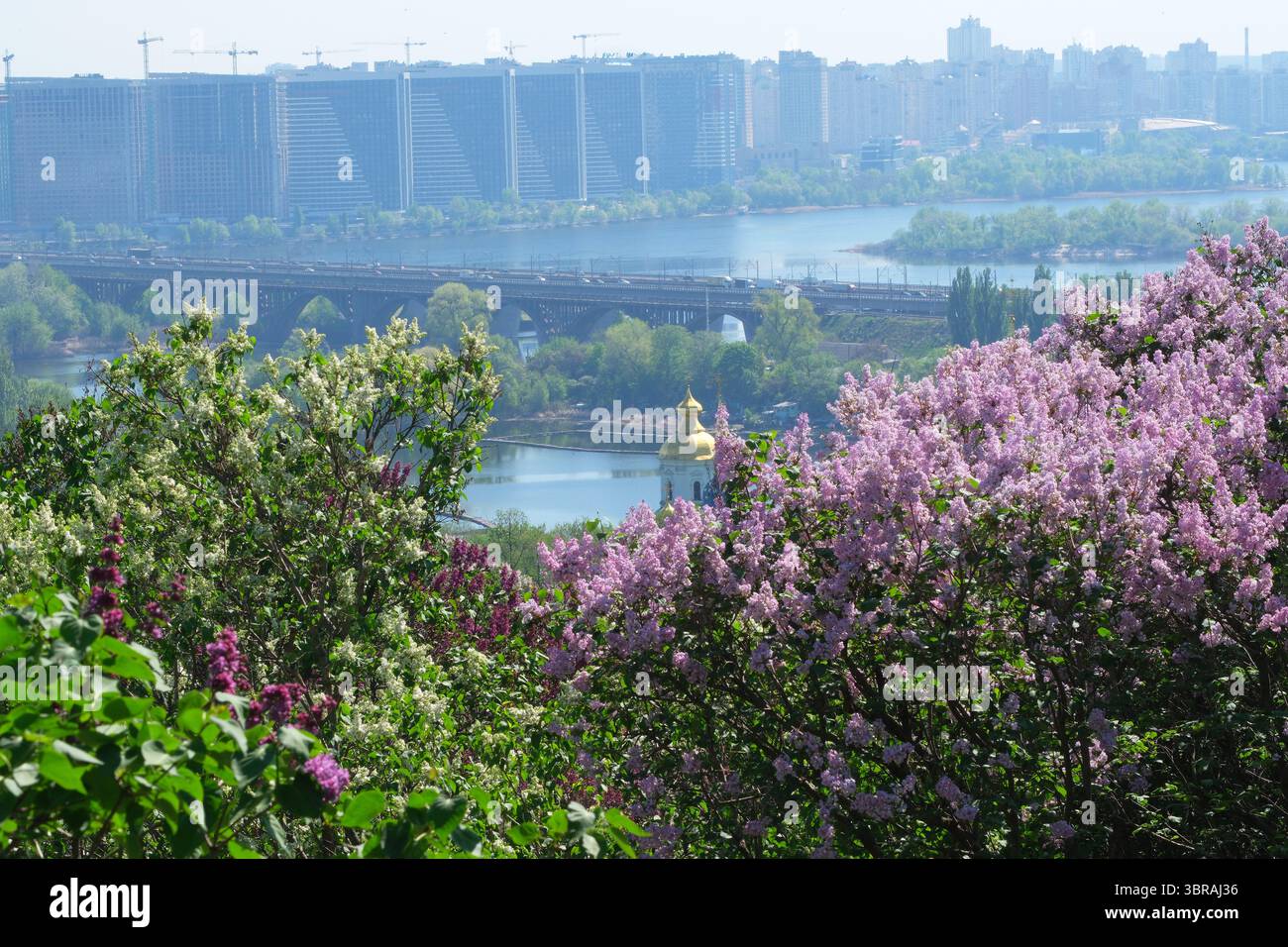I vivaci fiori di lilla contrastano con una tranquilla vista sul fiume in primavera. Foto Stock