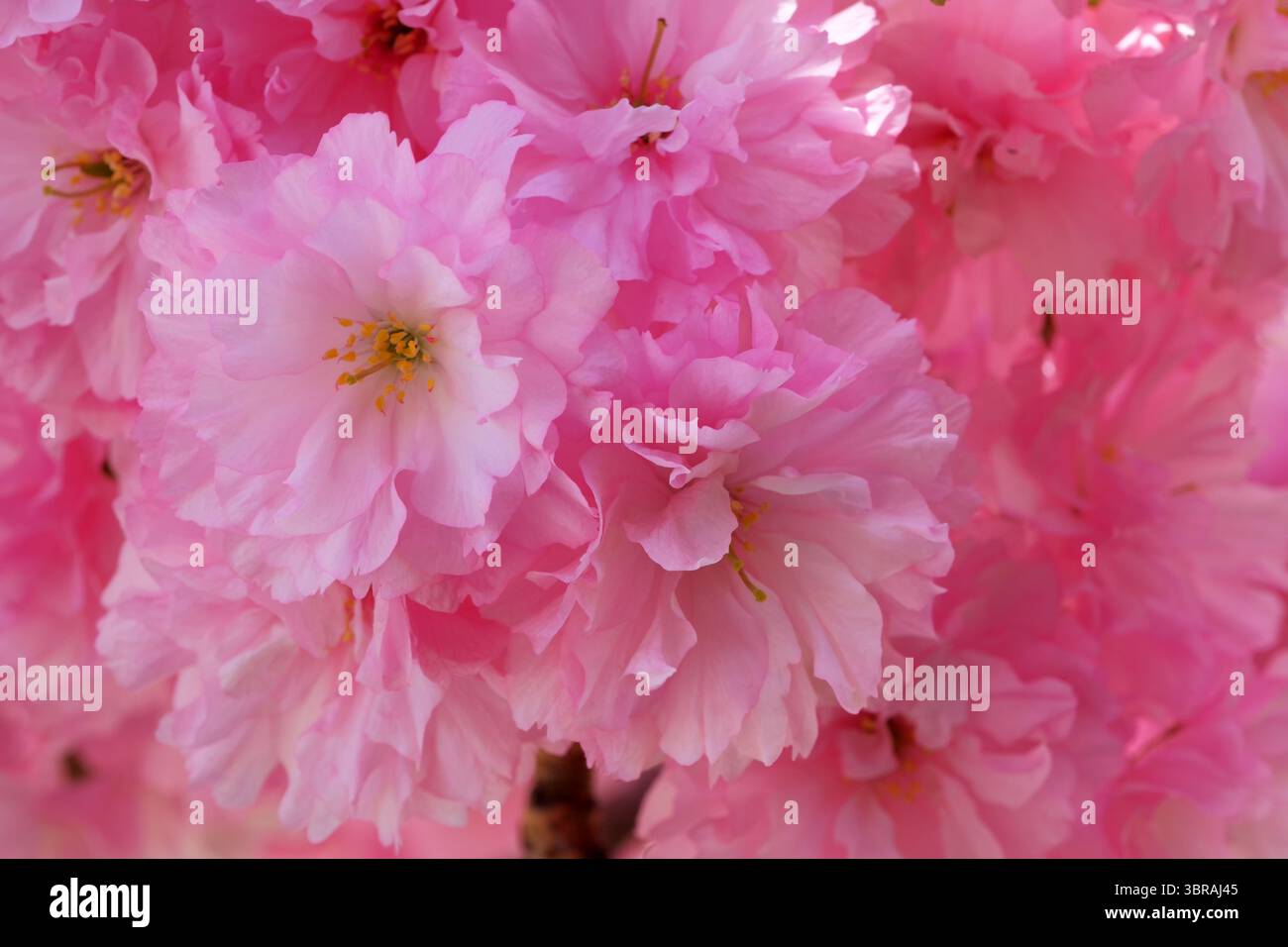 I delicati fiori rosa fioriscono in modo vibrante, riempiendo l'aria di fragranze dolci. Foto Stock