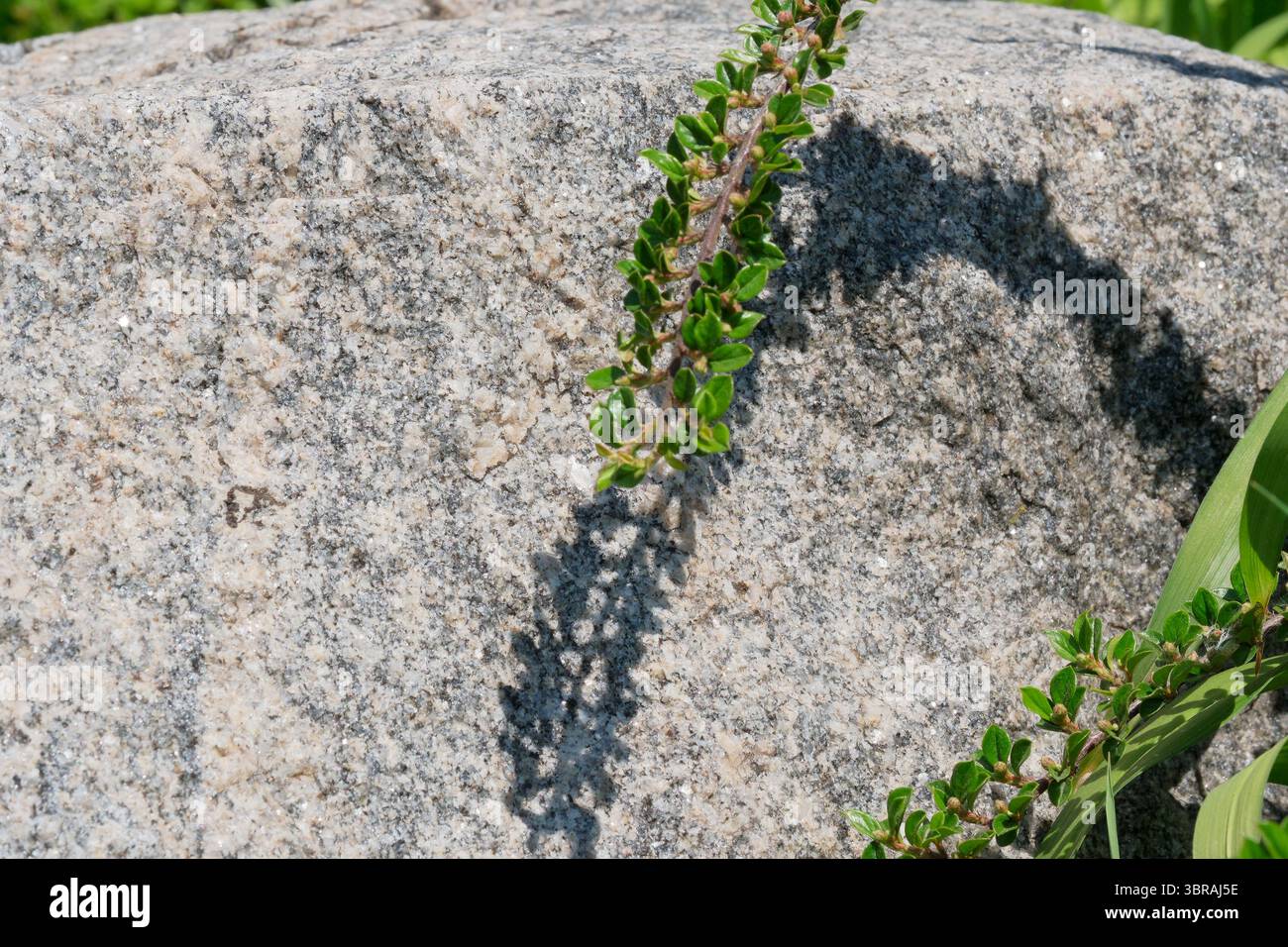 La luce del sole proietta ombre intricate da foglie vibranti su una roccia testurizzata. Foto Stock