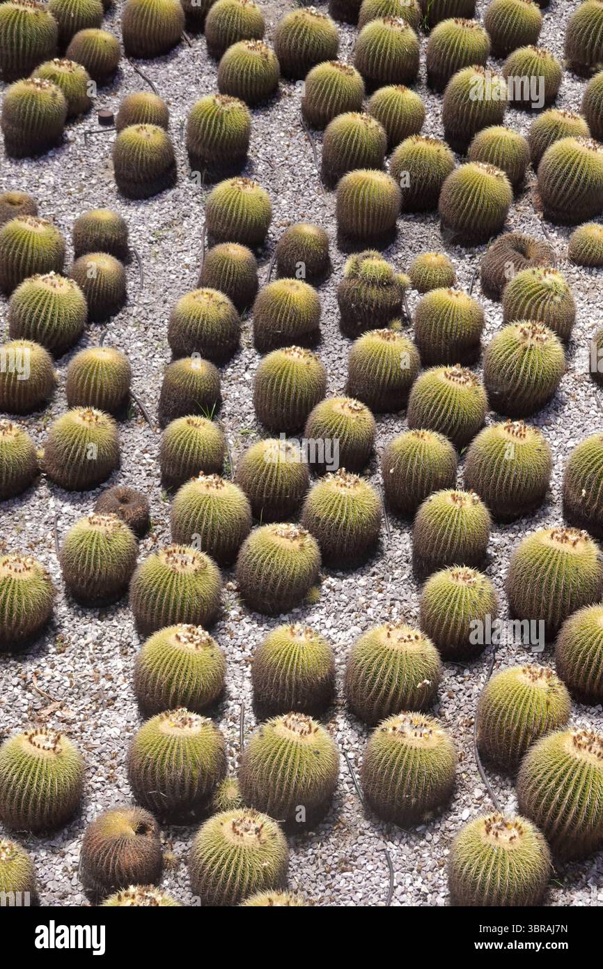 Griglia di Golden Barrel Cacti Foto Stock