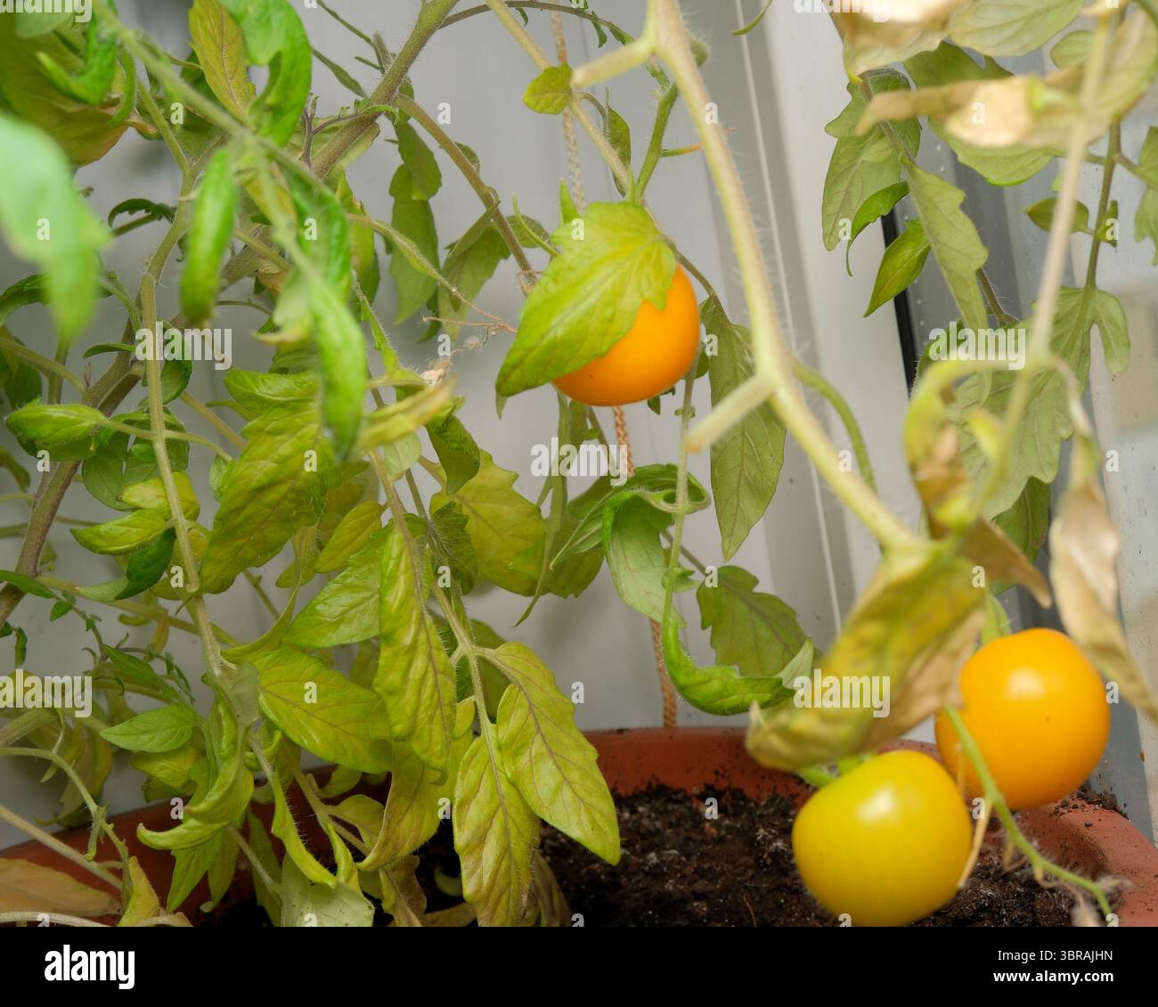I pomodori gialli prosperano tra le foglie verdi lussureggianti in un giardino interno. Foto Stock