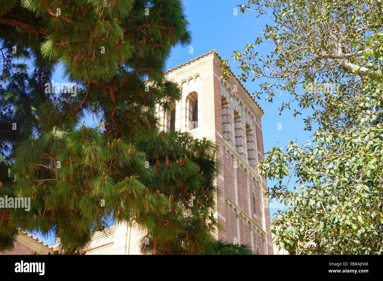 Royce Quadrangle attraverso i pini illuminati dal sole Foto Stock